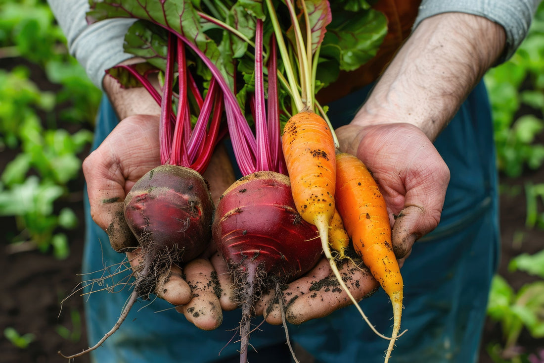 Two hands holding freshly harvested beets and carrots with soil still on them, a garden in the background